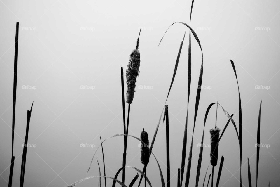 Cattails in Monochrome