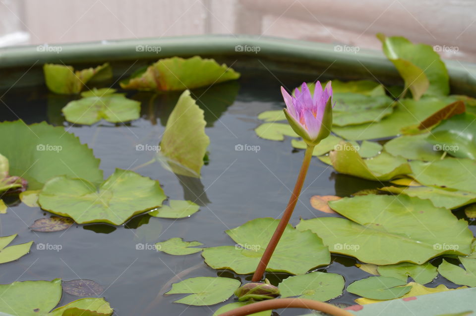 Pool, Lotus, Lily, Flower, Leaf
