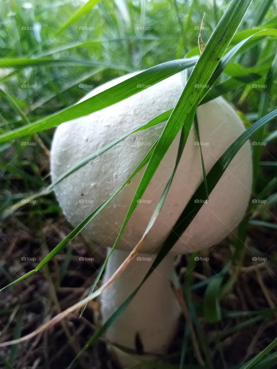 Pilze