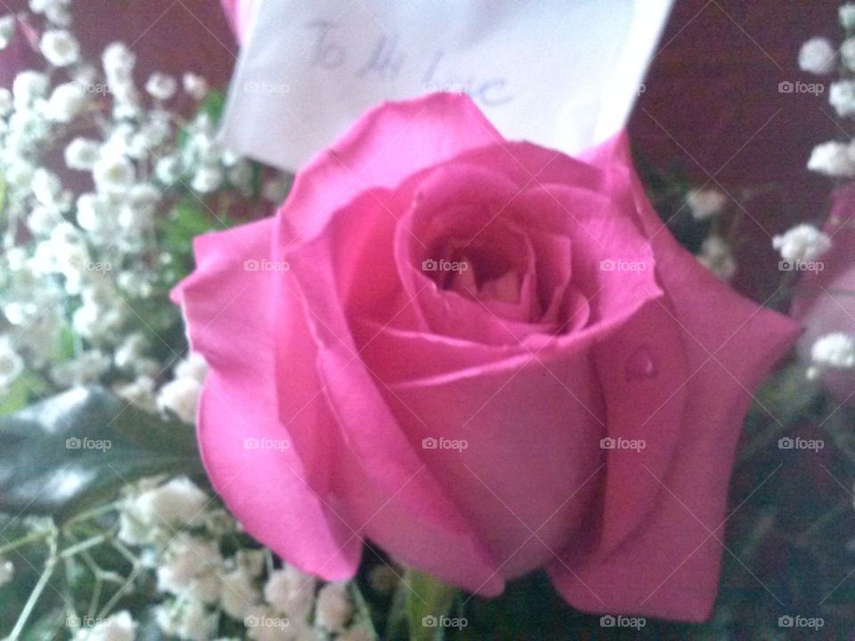 Flower, Rose, Love, Romance, Wedding