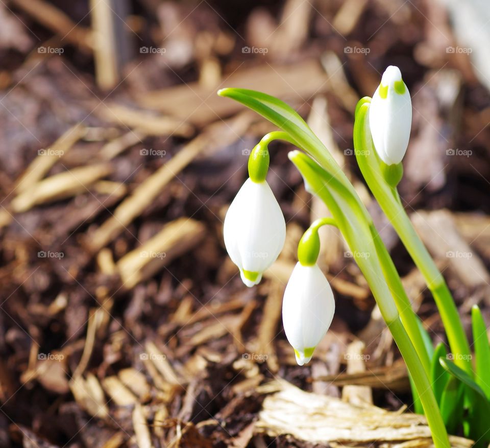 Snowdrop flowers