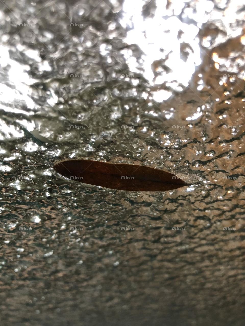 Lonely leaf caught in ice on the windshield during an ice storm at the Texas ranch 🥶