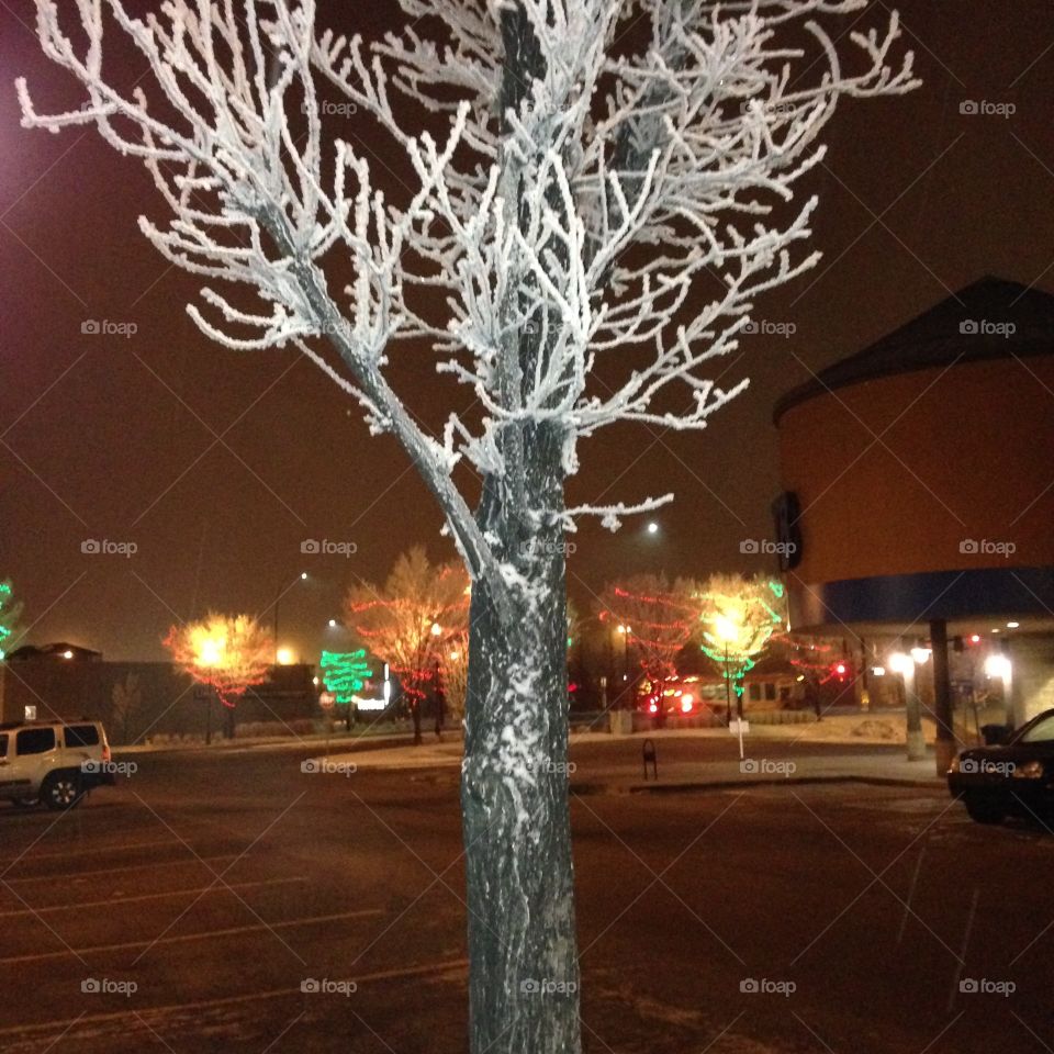 Frosty tree
