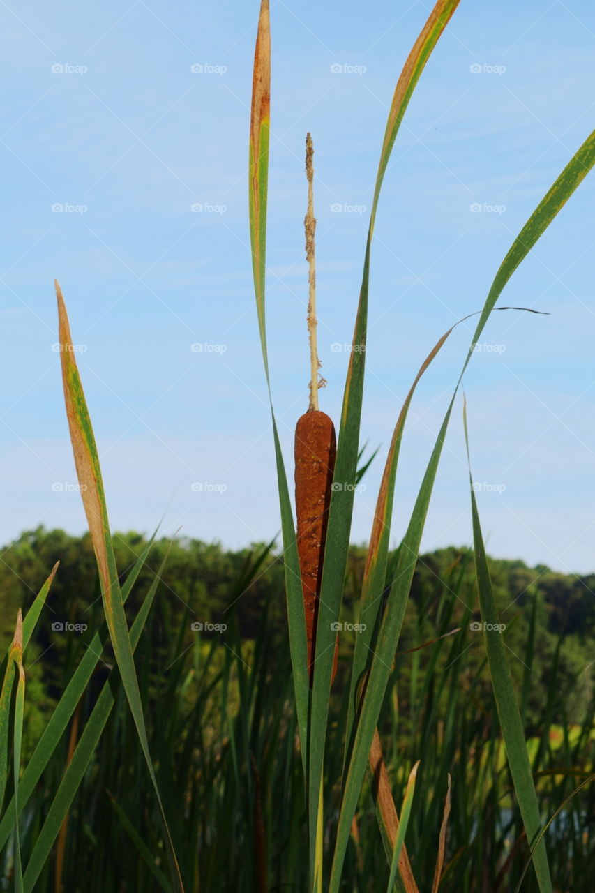 Close-up of blade of grass