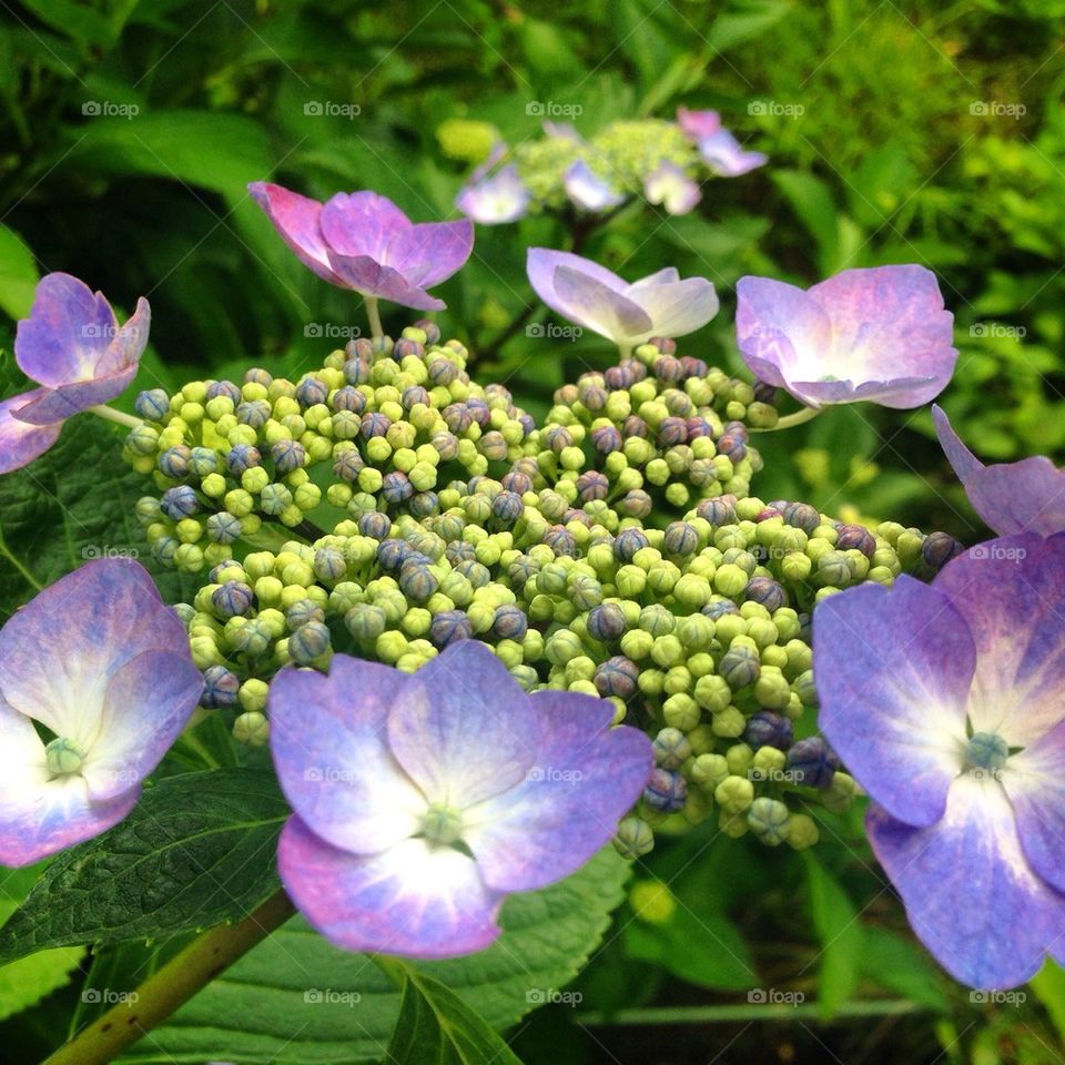 Beautiful Hydrangea 