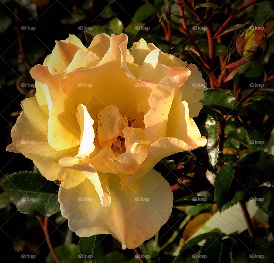 Yellow rose