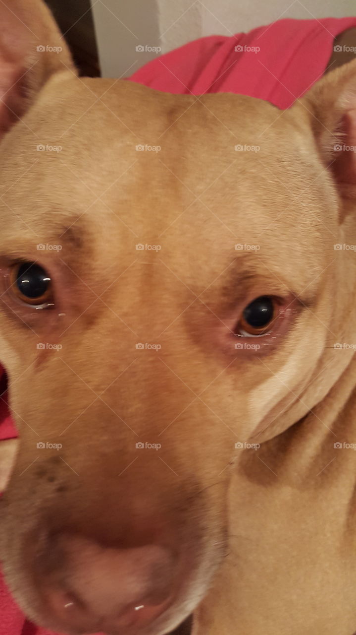 dog up close