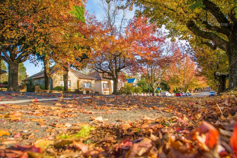 Signs of Autumn falling leaves
