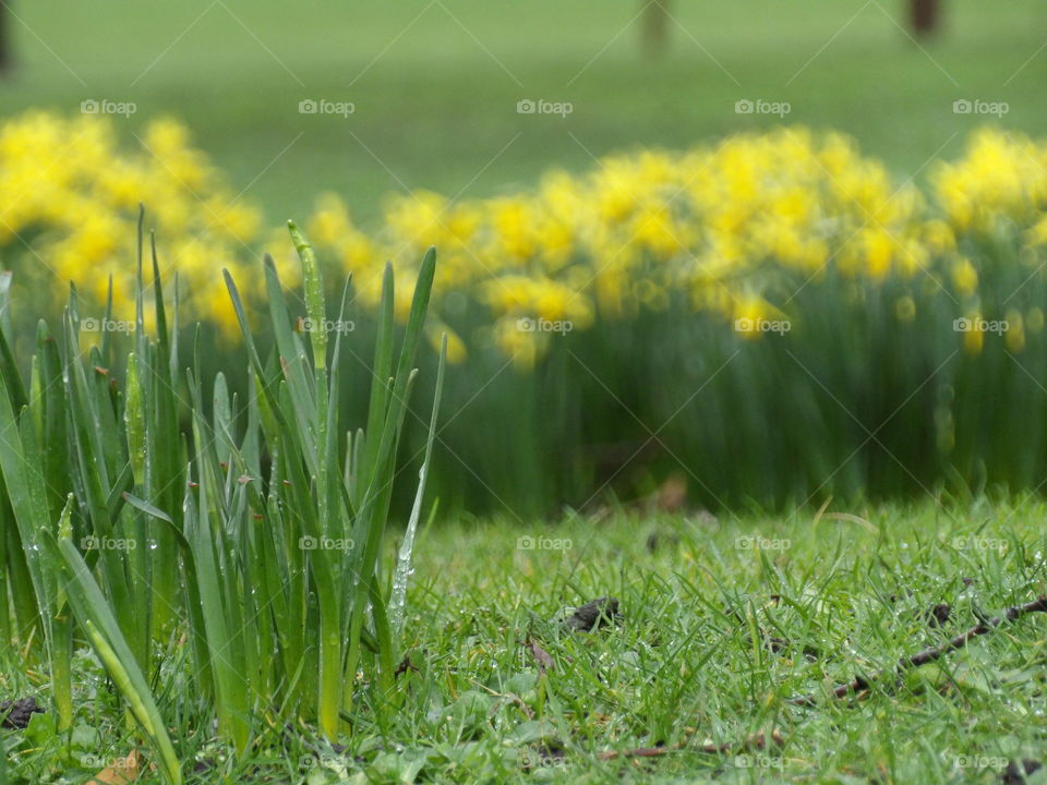 Green grass and yellow flowers