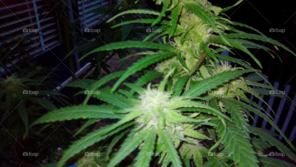 Nederland Garden  legal Cannabis