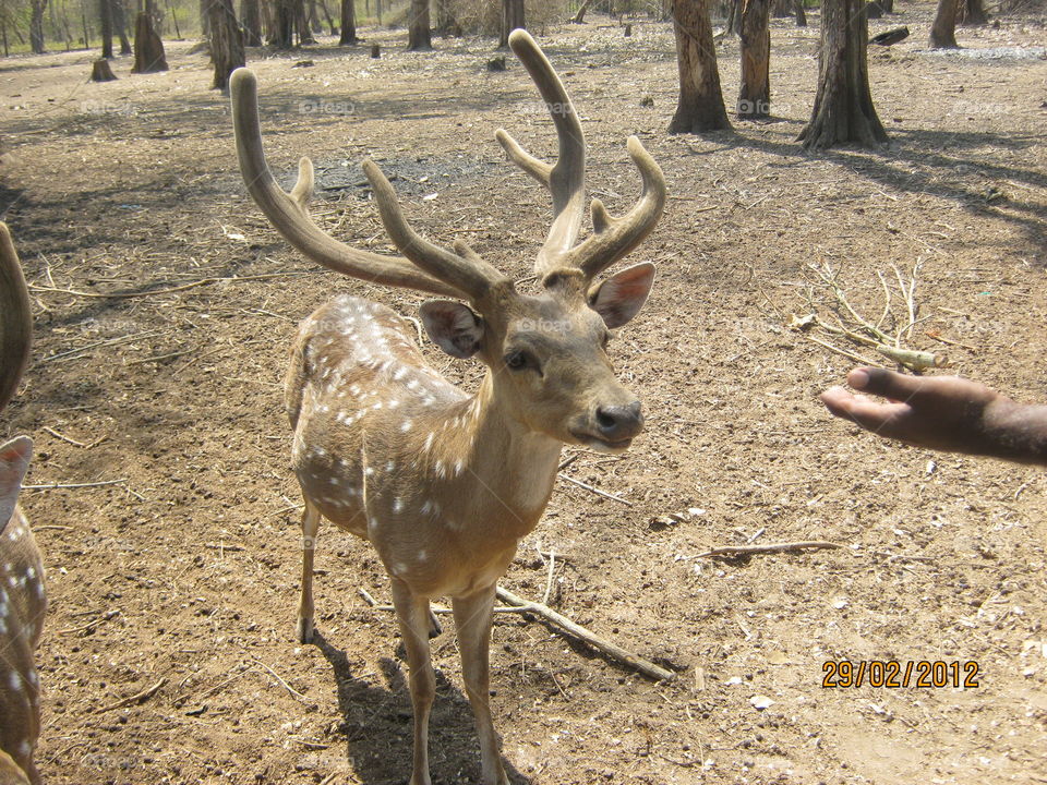 Deer in zoological park in India
