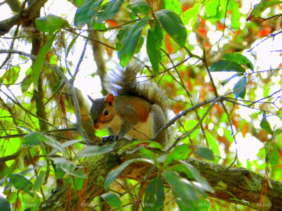 Squirrel in tree