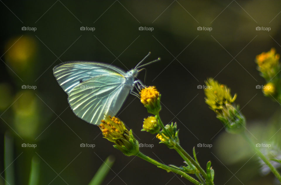 White Butterfly