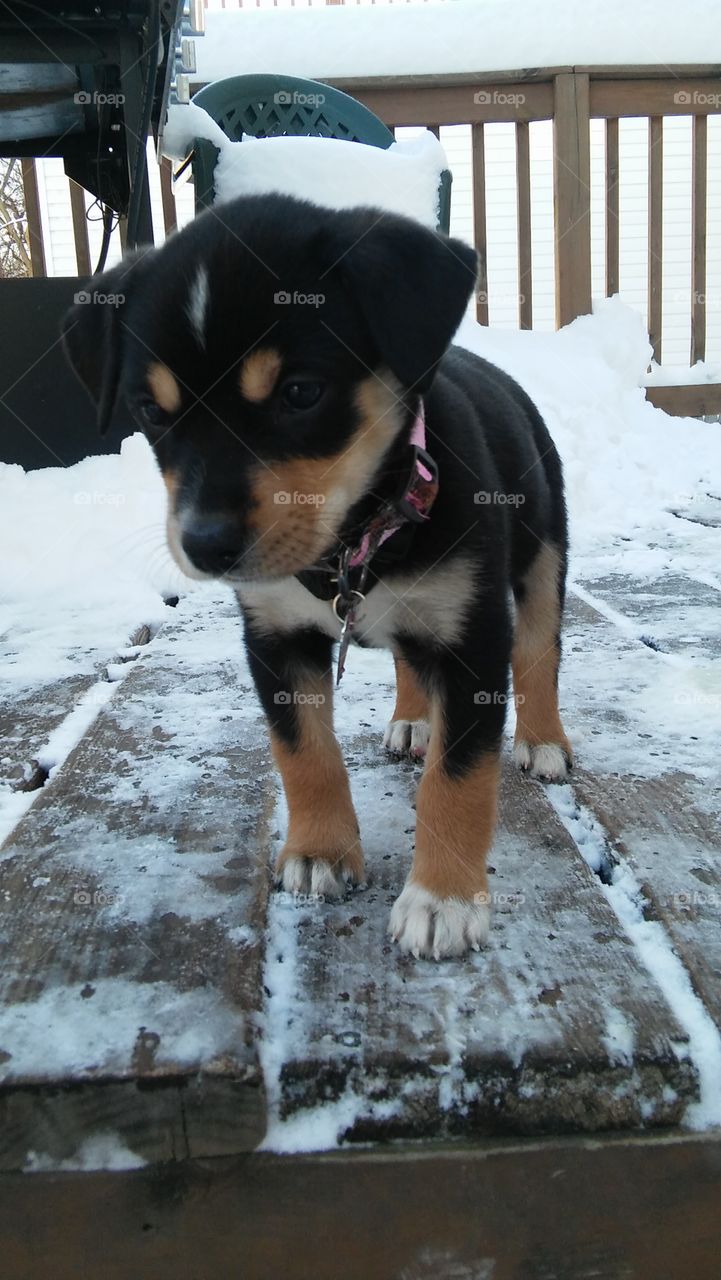 sweet snow puppy