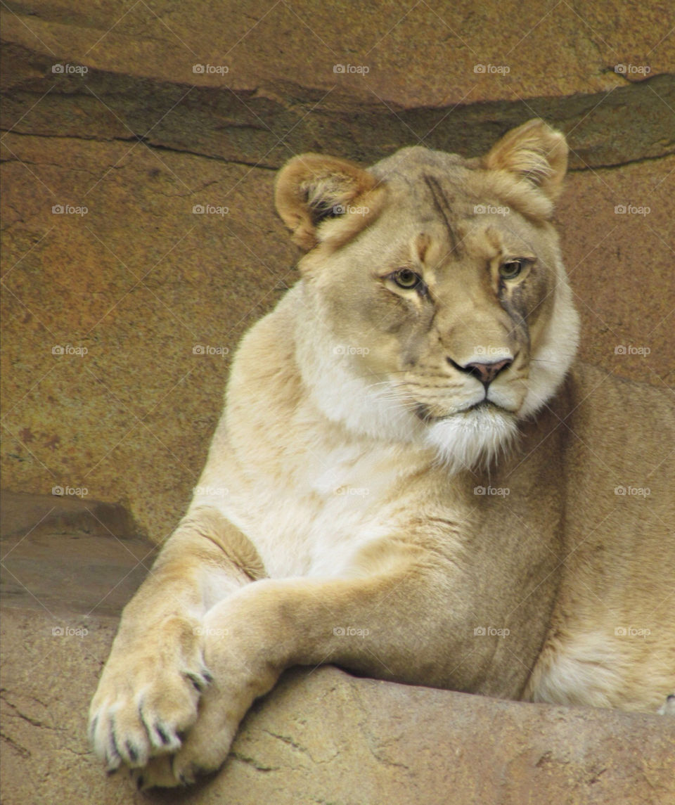 animal wild lion big cat by landon