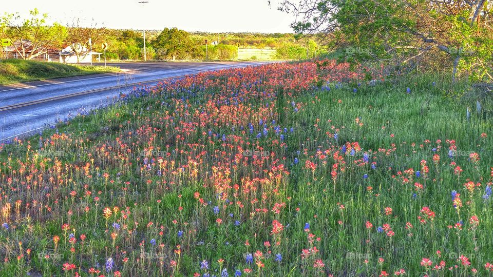 Texas Highway 79, Indian Paintbrush in the spring