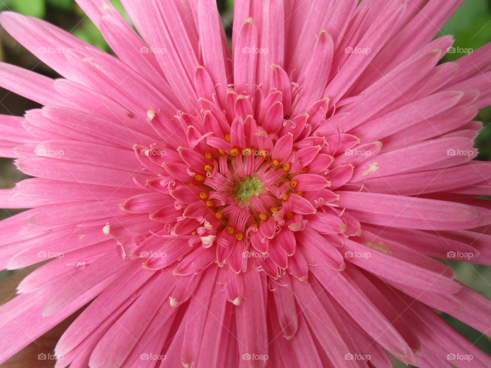 pink flower