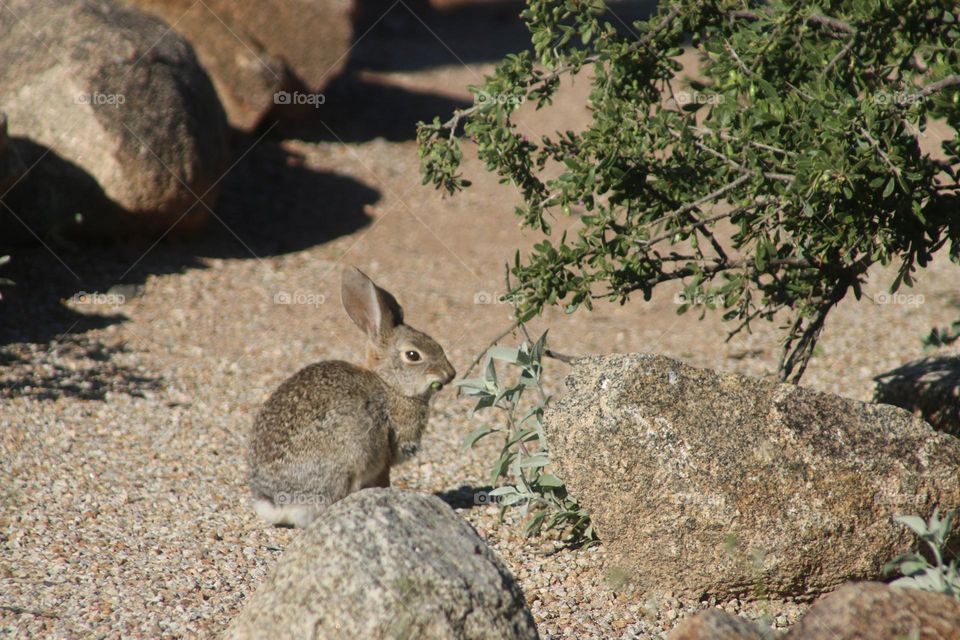 Rabbit Eating Leaves in Morning