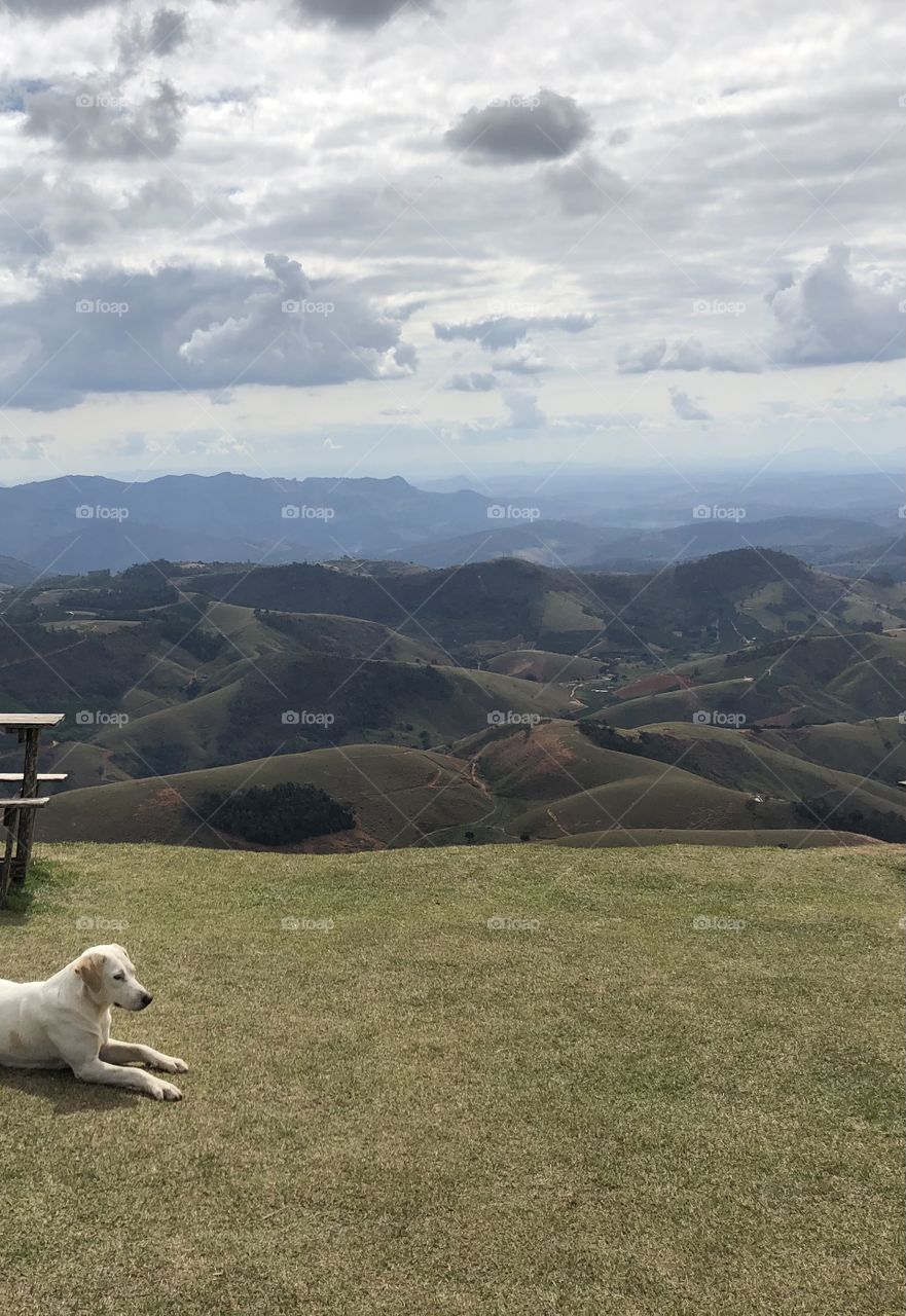 Dog a the view from the top of the mountain