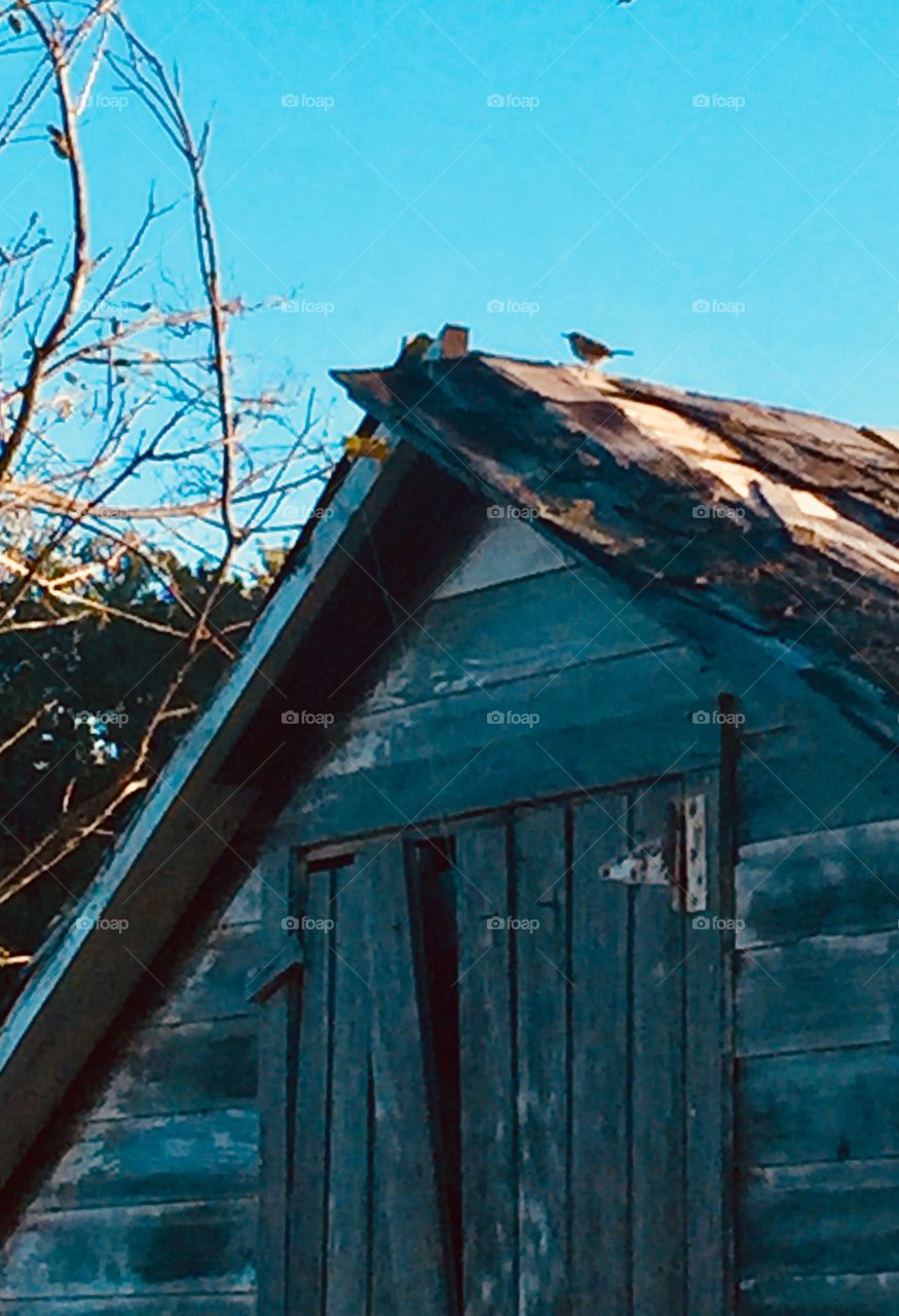 Silhouette of a little wren perched on the ridge of an old farm shed against a clear sky in early autumn