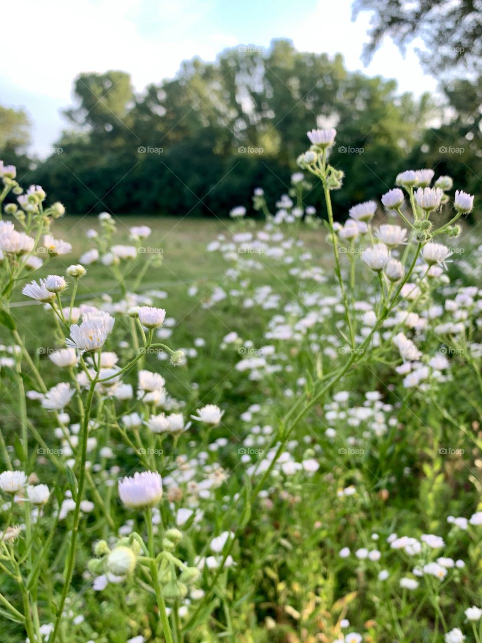 Prairie fleabane in a meadow, a line of trees in the distance