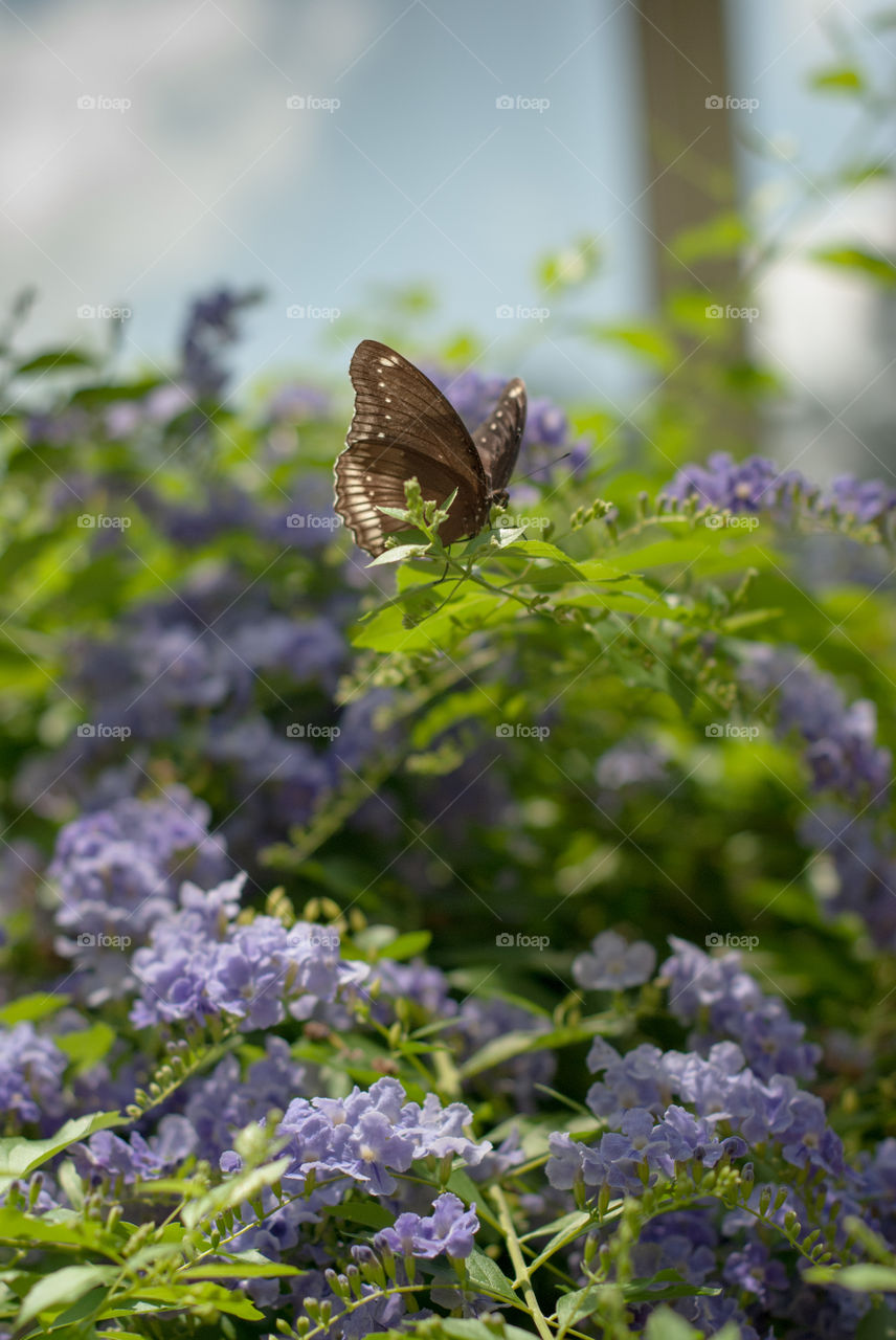 Butterfly on a Purple Blooming Bush