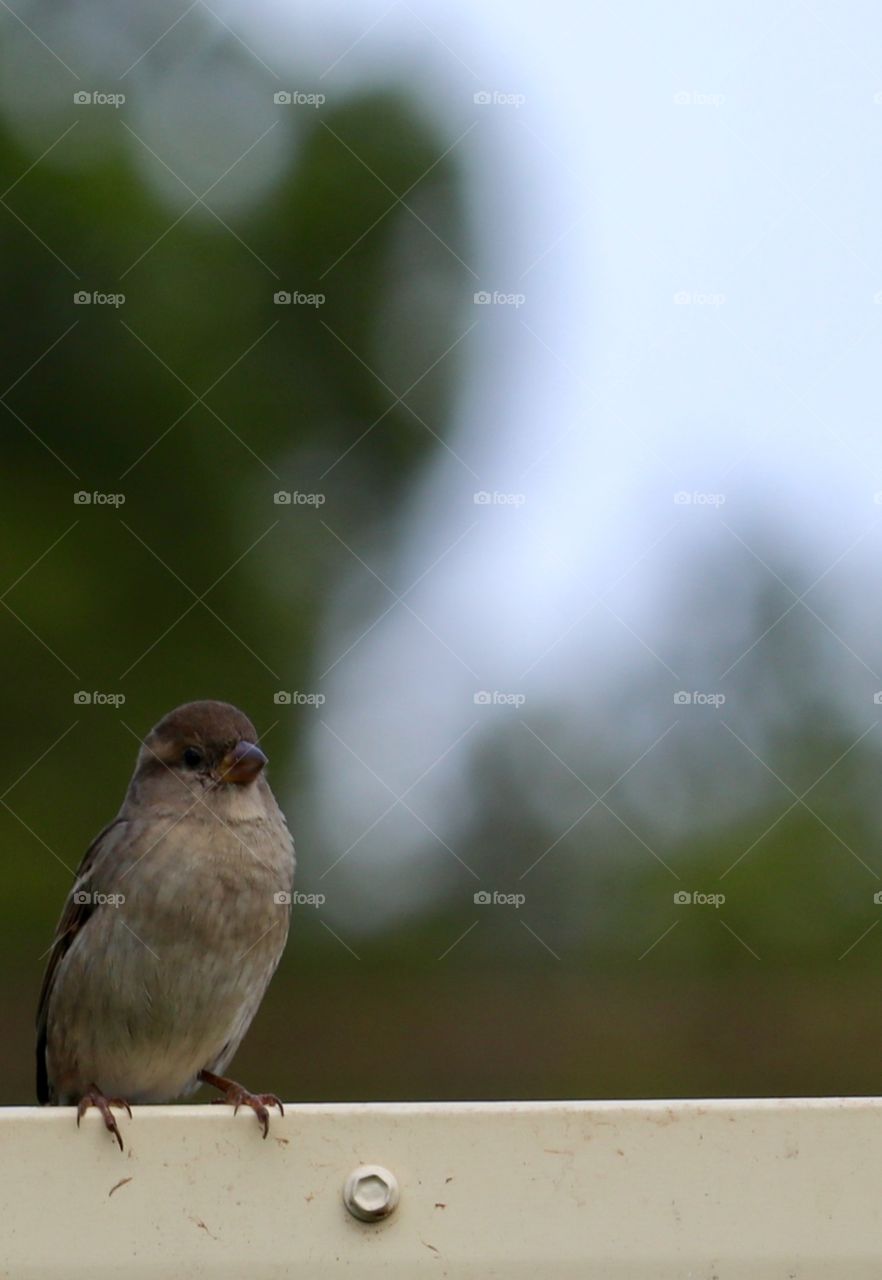 Darling litre Sparrow alone perched on fence outdoors, blurred Bokeh foliage background