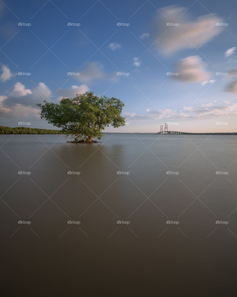 lonely tree in the suramadu beach