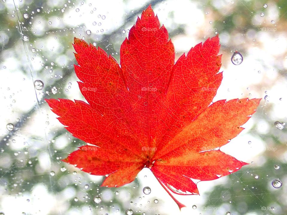 Beautiful maple leaf