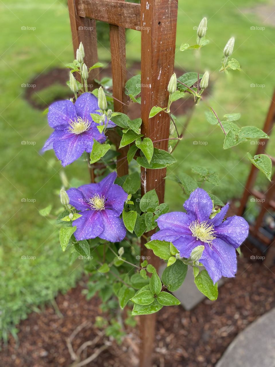 Beautiful Large Purple Clematis on an Arbor