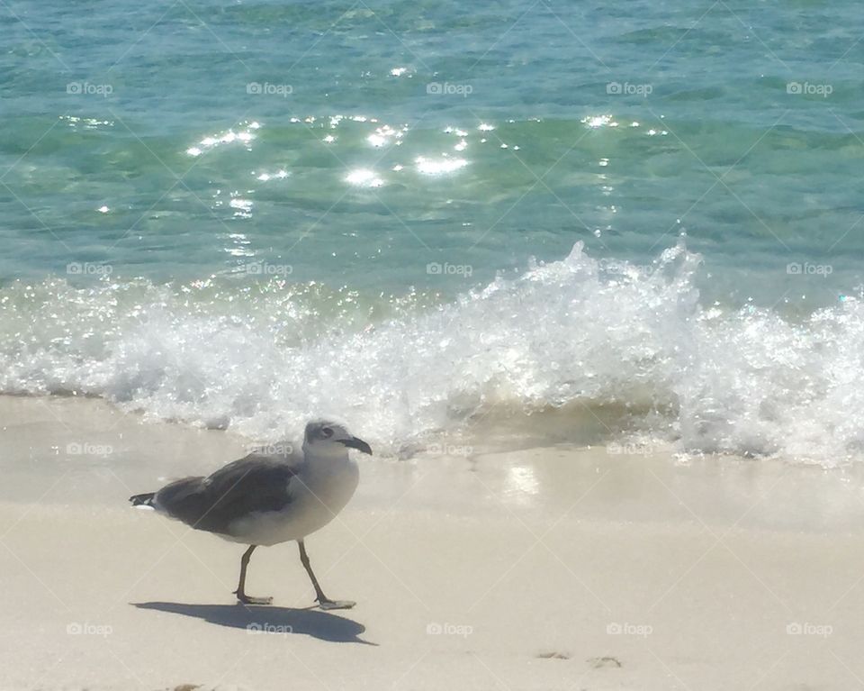 Seagull by the Sea
