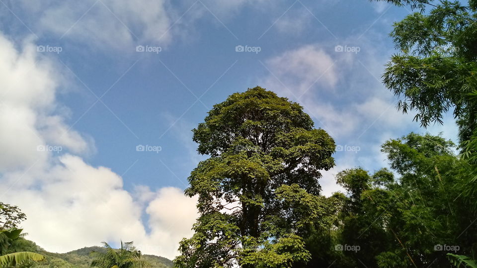 NATURAL NATURE ENVIRONMENT