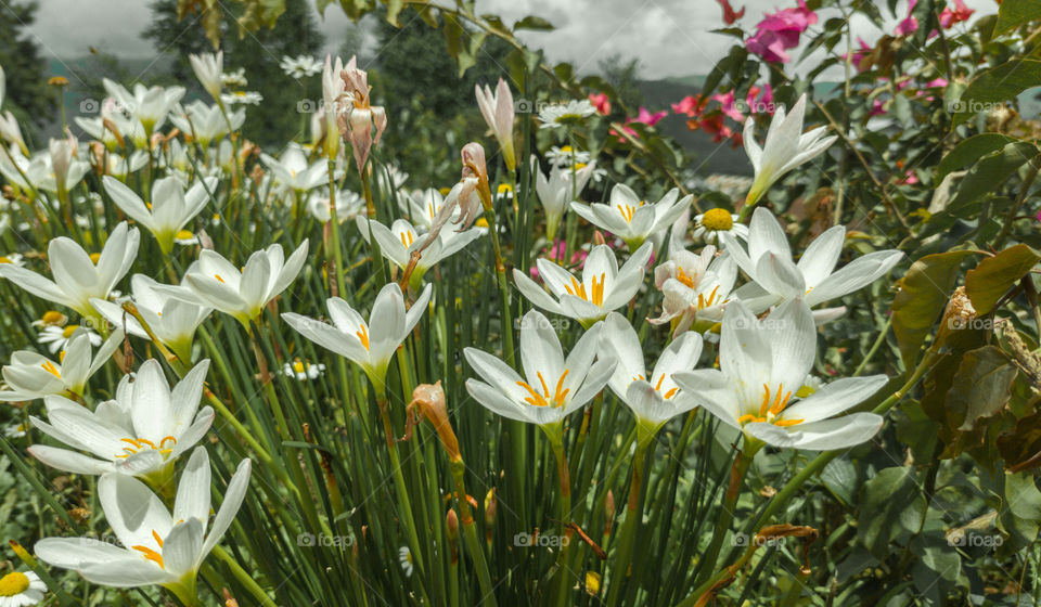 Beautiful Zephyr lilies on a sunny on a sunny afternoon