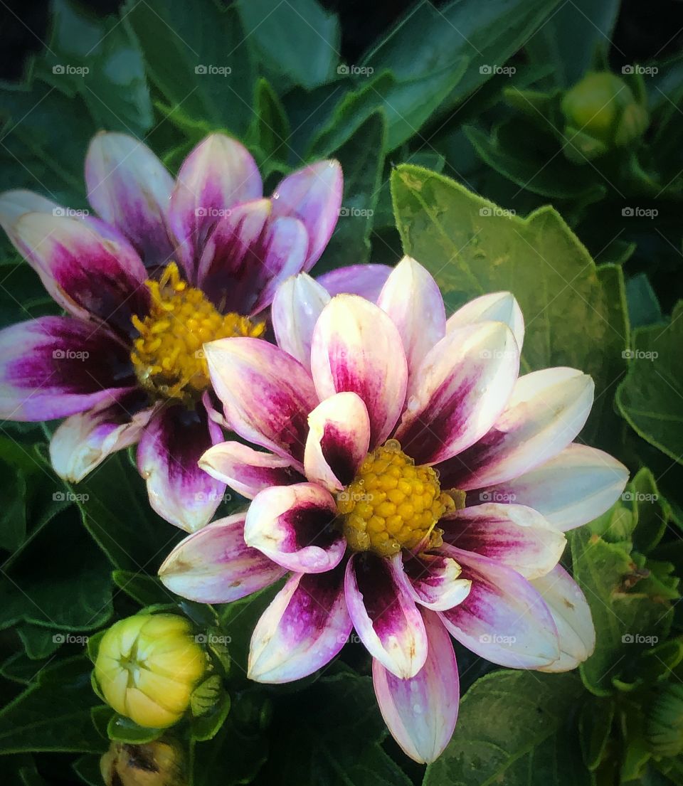 Mini dahlias from my garden