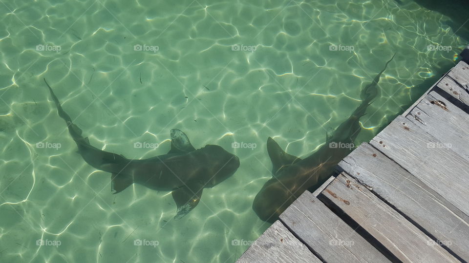 Sharks