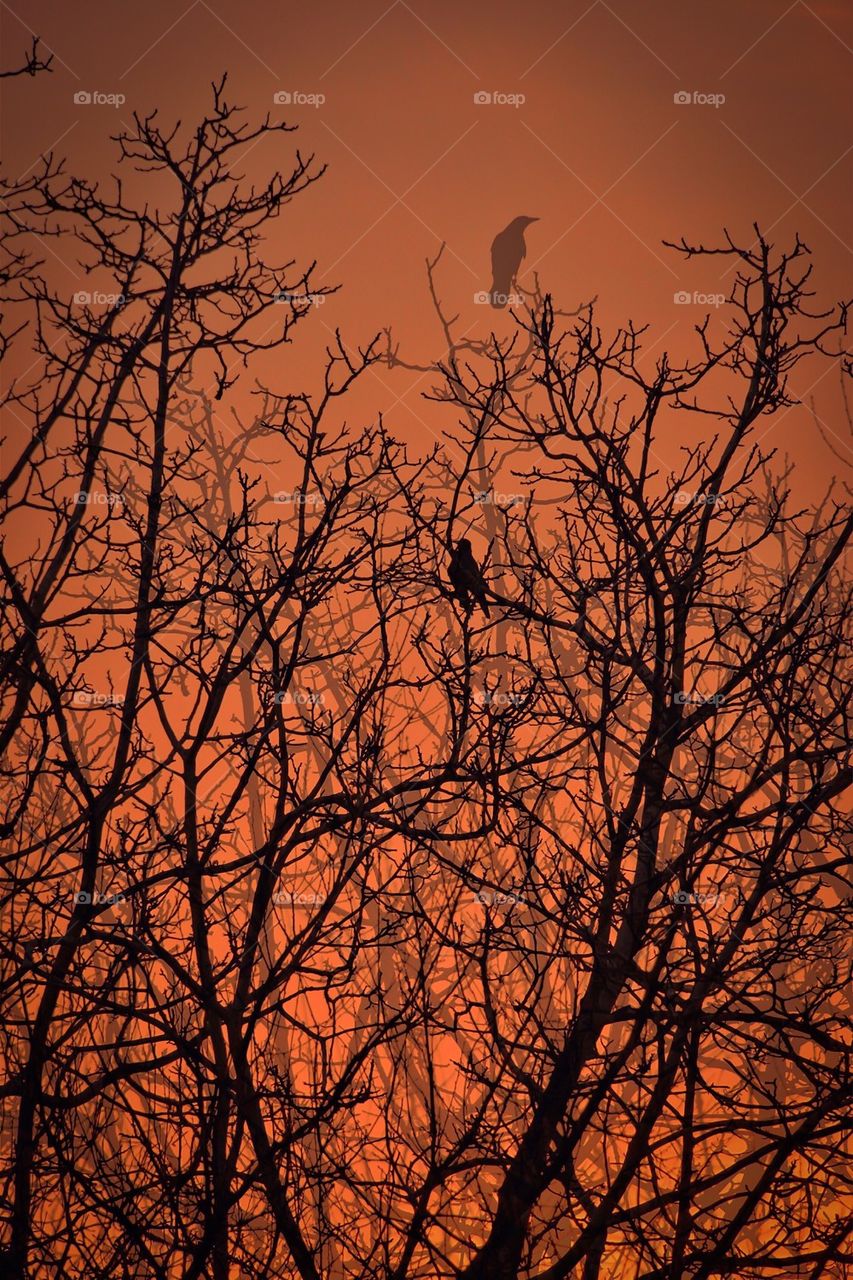 Silhouette of bird perching on tree branch