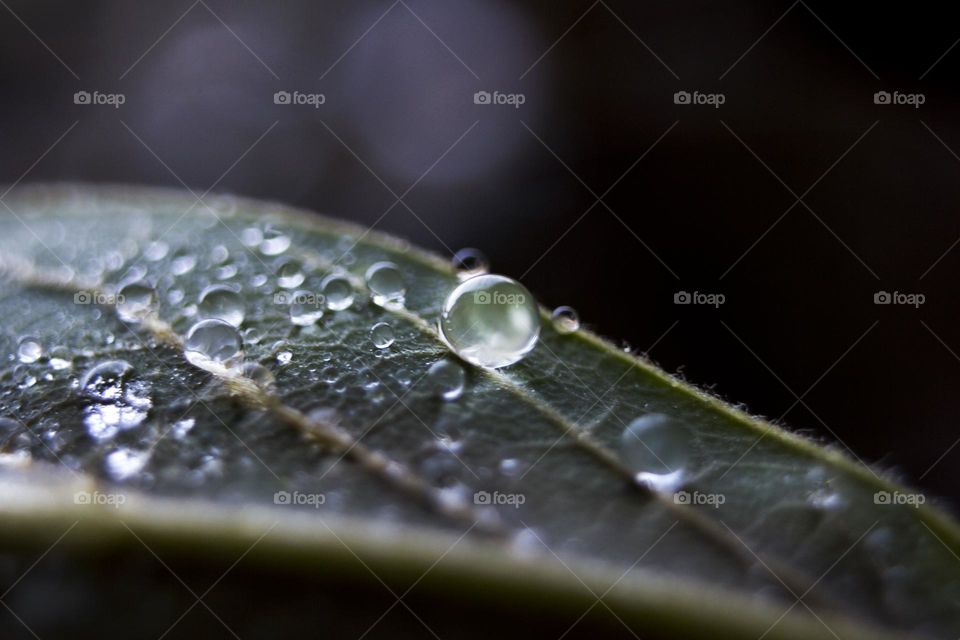 Water drop pearl on leaf, macro
