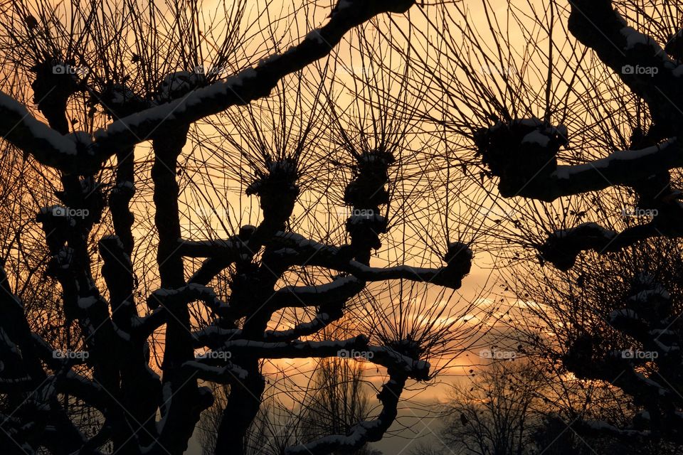 Sunset through trees branches