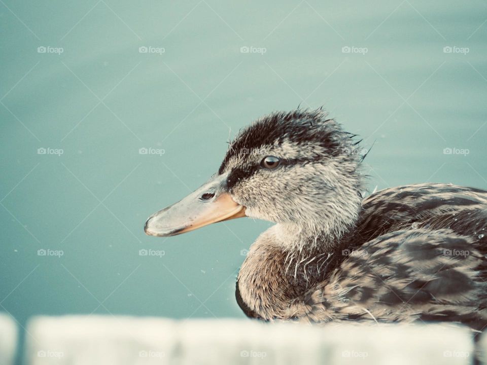 Duck