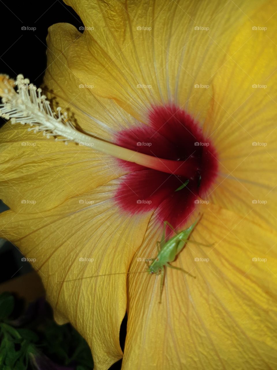 grasshopper and Hibiskus