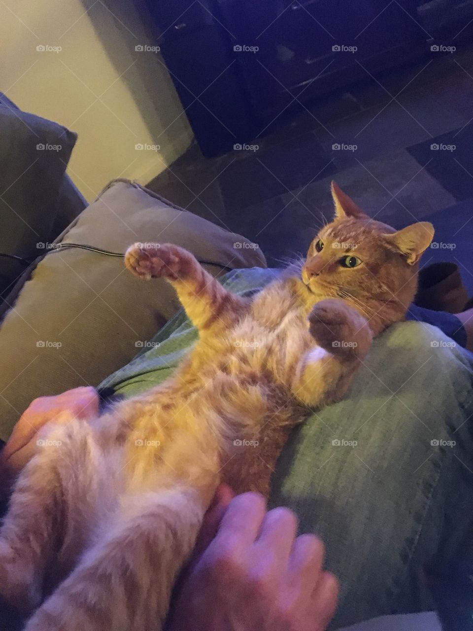 Rub my belly, human 