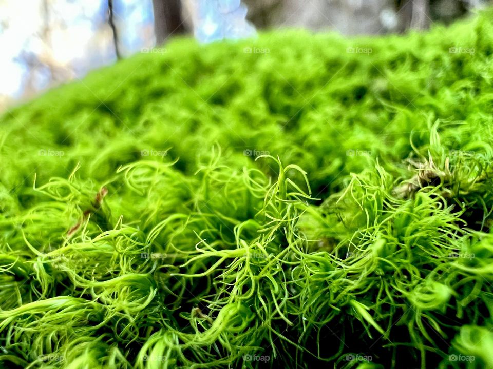 Closeup of bright green moss tangled across a large boulder in the forest. Closeup detail on the strands.