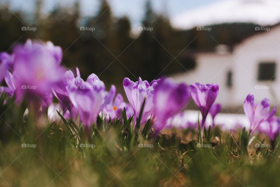 crocus field