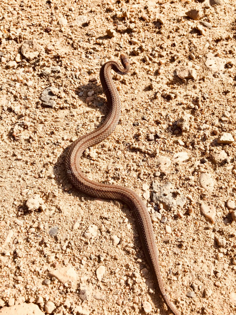 Little snake Brandon hills mb