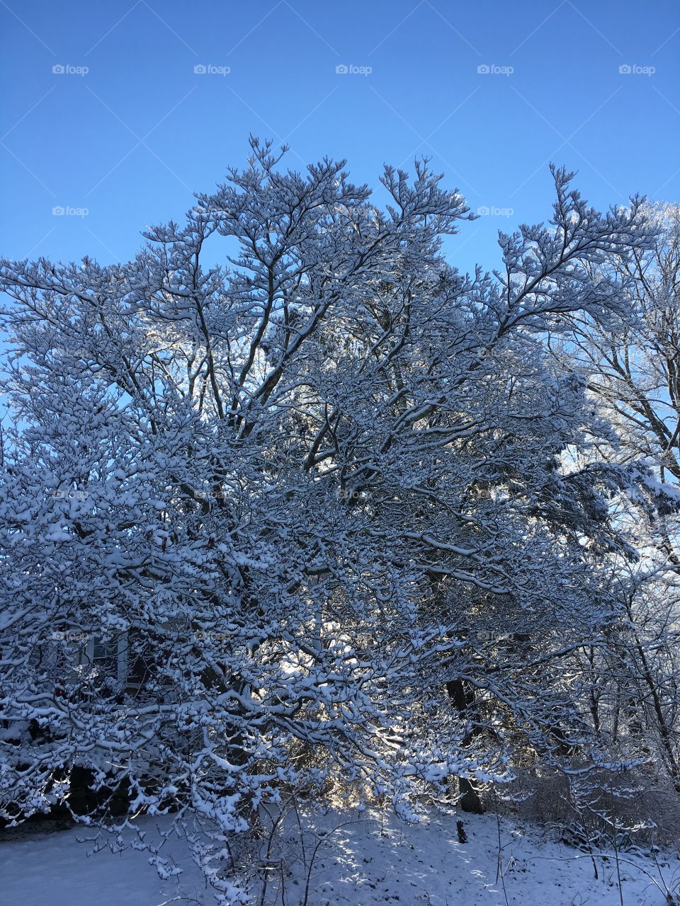 Icy trees in Connecticut