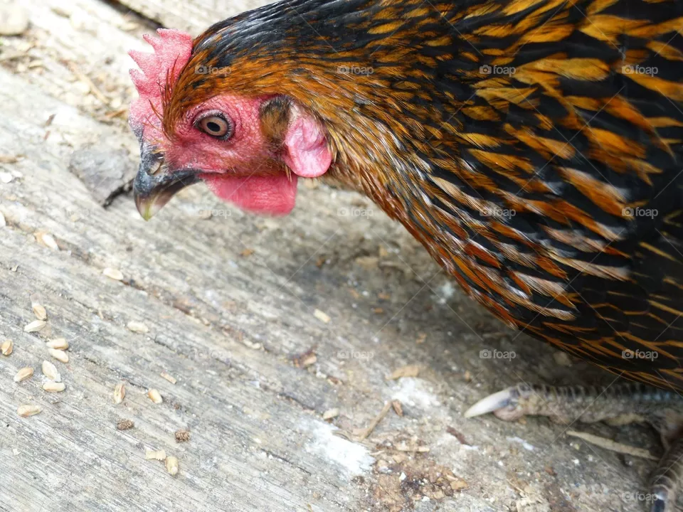 Chicken eye