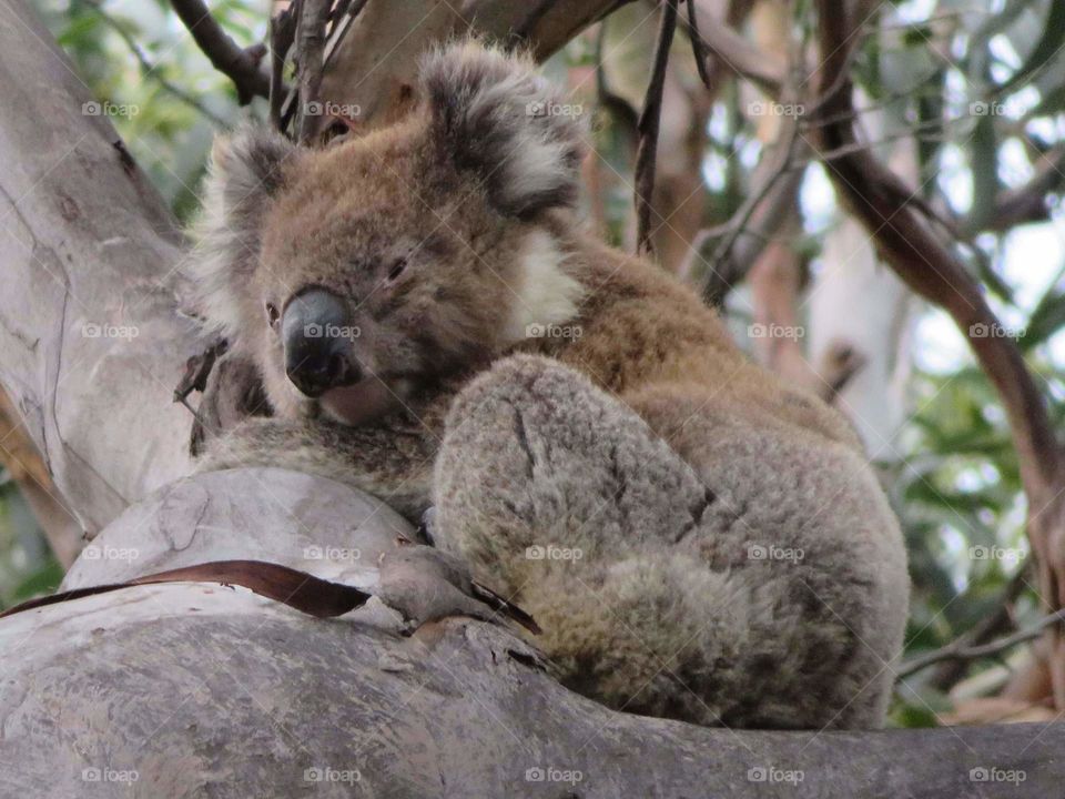 koala
