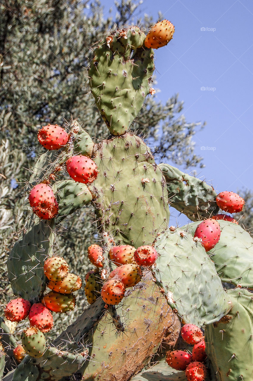 Prickly pears