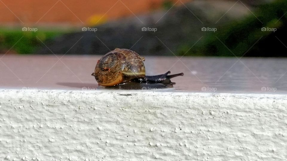 One small snail