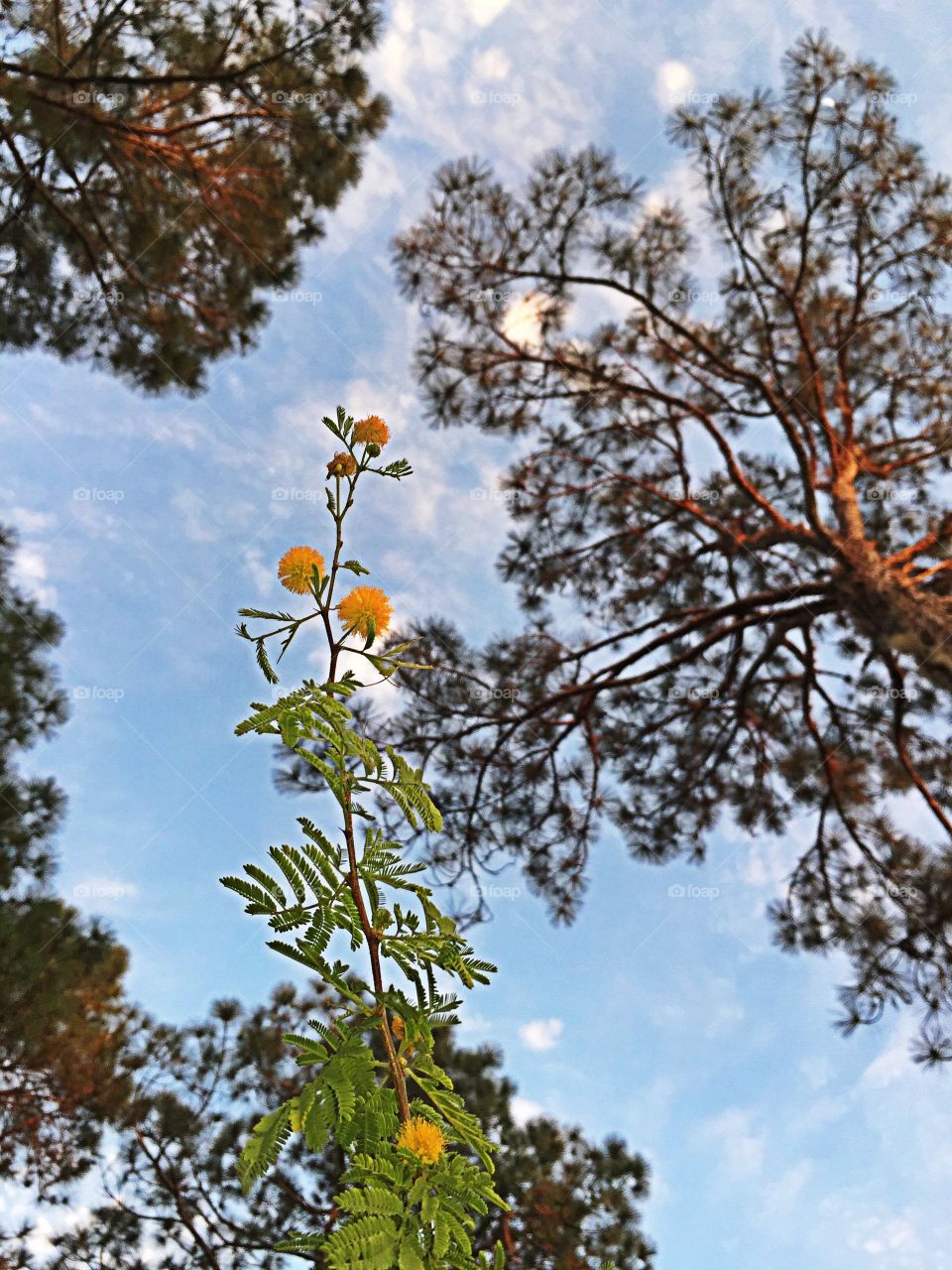Looking up at nature. Looking up at the flowering trees and pines.
